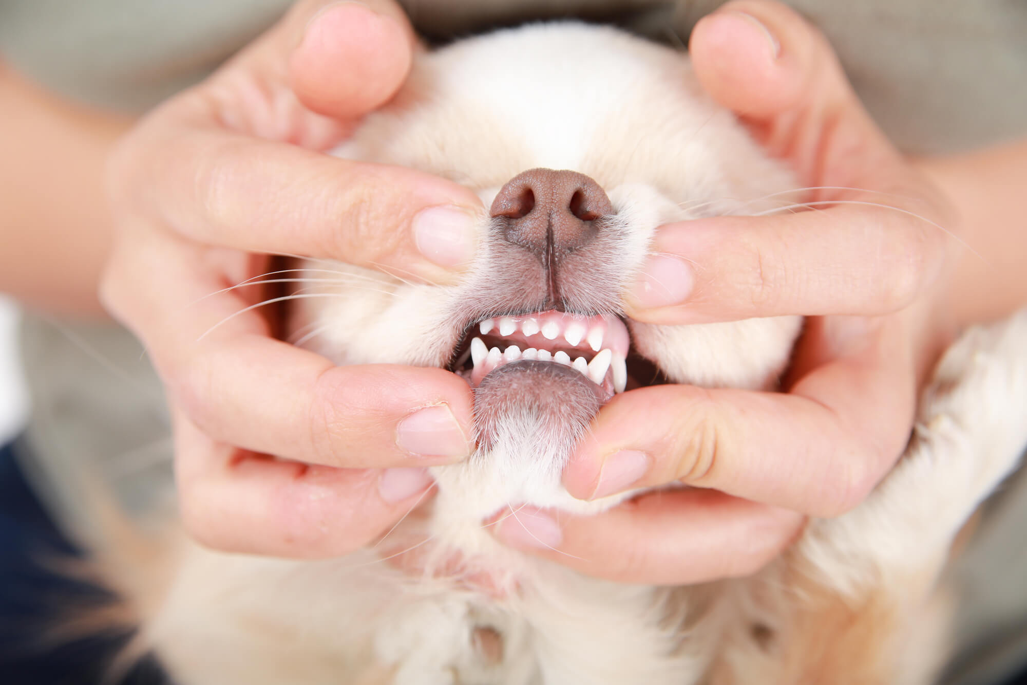 犬の口臭ケアの方法